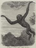 The Gibbon at the Zoological Society's Gardens-Friedrich Wilhelm Keyl-Giclee Print