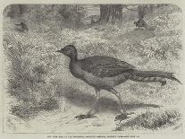 The Lyre Bird, in the Zoological Society's Gardens, Regent's Park-Friedrich Wilhelm Keyl-Giclee Print