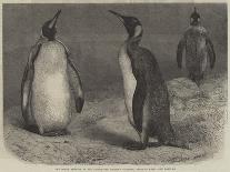 The Royal Penguin in the Zoological Society's Gardens, Regent's Park-Friedrich Wilhelm Keyl-Giclee Print