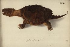 Chelydra Serpentina, before 1792-Friedrich Wilhelm Wunder-Stretched Canvas