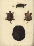 Chrysemys Picta, before 1792-Friedrich Wilhelm Wunder-Giclee Print