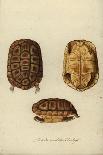 Chelydra Serpentina, before 1792-Friedrich Wilhelm Wunder-Giclee Print