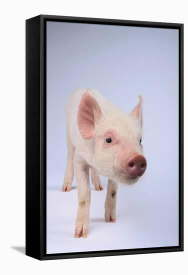 Friendly Yorkshire Pig-DLILLC-Framed Stretched Canvas