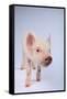 Friendly Yorkshire Pig-DLILLC-Framed Stretched Canvas