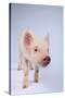 Friendly Yorkshire Pig-DLILLC-Stretched Canvas