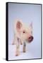 Friendly Yorkshire Pig-DLILLC-Framed Stretched Canvas