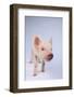 Friendly Yorkshire Pig-DLILLC-Framed Photographic Print