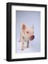 Friendly Yorkshire Pig-DLILLC-Framed Photographic Print