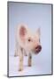 Friendly Yorkshire Pig-DLILLC-Mounted Photographic Print