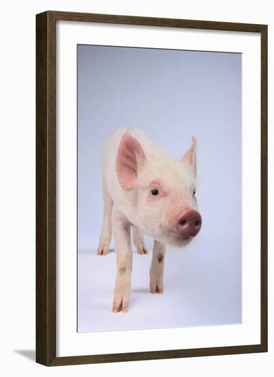 Friendly Yorkshire Pig-DLILLC-Framed Photographic Print