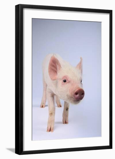 Friendly Yorkshire Pig-DLILLC-Framed Photographic Print