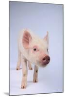 Friendly Yorkshire Pig-DLILLC-Mounted Photographic Print