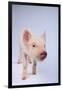 Friendly Yorkshire Pig-DLILLC-Framed Photographic Print