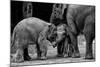 Friends Forever-Ernest Rex-Mounted Photographic Print