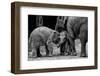 Friends Forever-Ernest Rex-Framed Photographic Print