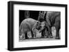 Friends Forever-Ernest Rex-Framed Photographic Print