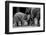 Friends Forever-Ernest Rex-Framed Photographic Print