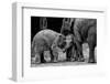 Friends Forever-Ernest Rex-Framed Photographic Print