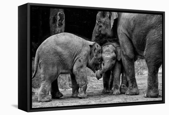 Friends Forever-Ernest Rex-Framed Stretched Canvas