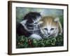 Friendship-Jenny Newland-Framed Giclee Print