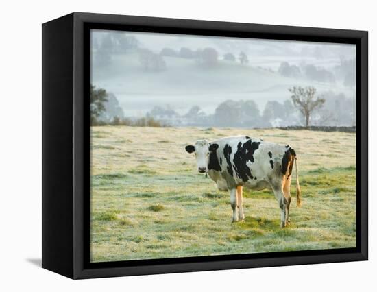 Friesen Cow Standing in Pasture-Ashley Cooper-Framed Stretched Canvas