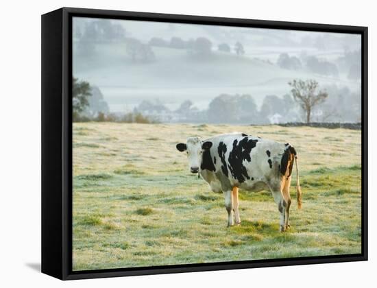 Friesen Cow Standing in Pasture-Ashley Cooper-Framed Stretched Canvas