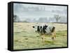 Friesen Cow Standing in Pasture-Ashley Cooper-Framed Stretched Canvas