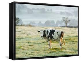 Friesen Cow Standing in Pasture-Ashley Cooper-Framed Stretched Canvas