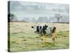 Friesen Cow Standing in Pasture-Ashley Cooper-Stretched Canvas