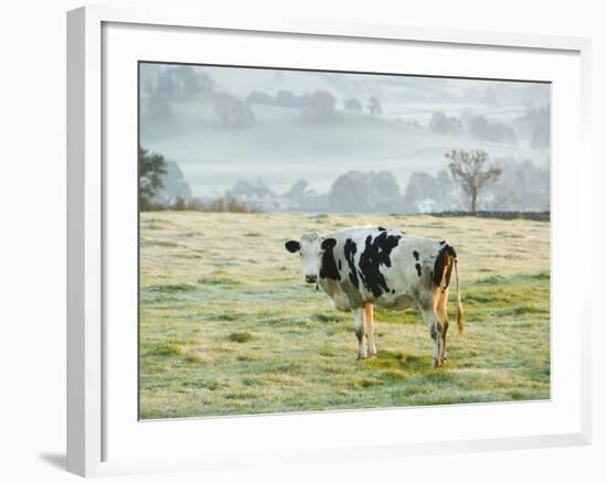 Friesen Cow Standing in Pasture-Ashley Cooper-Framed Photographic Print