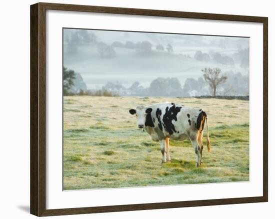 Friesen Cow Standing in Pasture-Ashley Cooper-Framed Photographic Print