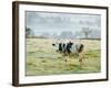Friesen Cow Standing in Pasture-Ashley Cooper-Framed Photographic Print