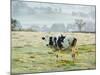 Friesen Cow Standing in Pasture-Ashley Cooper-Mounted Photographic Print