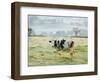 Friesen Cow Standing in Pasture-Ashley Cooper-Framed Photographic Print