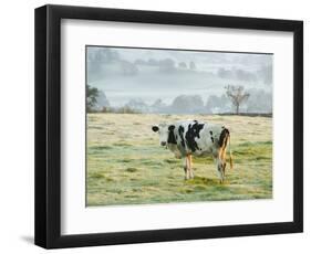 Friesen Cow Standing in Pasture-Ashley Cooper-Framed Photographic Print