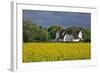 Friesenhof' Behind a Rape Field at 'Bob Terp' (Street) in Archsum (Village) on the Island of Sylt-Uwe Steffens-Framed Photographic Print