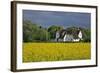 Friesenhof' Behind a Rape Field at 'Bob Terp' (Street) in Archsum (Village) on the Island of Sylt-Uwe Steffens-Framed Photographic Print