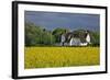 Friesenhof' Behind a Rape Field at 'Bob Terp' (Street) in Archsum (Village) on the Island of Sylt-Uwe Steffens-Framed Photographic Print