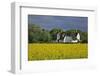 Friesenhof' Behind a Rape Field at 'Bob Terp' (Street) in Archsum (Village) on the Island of Sylt-Uwe Steffens-Framed Photographic Print