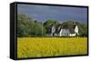 Friesenhof' Behind a Rape Field at 'Bob Terp' (Street) in Archsum (Village) on the Island of Sylt-Uwe Steffens-Framed Stretched Canvas