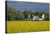 Friesenhof' Behind a Rape Field at 'Bob Terp' (Street) in Archsum (Village) on the Island of Sylt-Uwe Steffens-Stretched Canvas