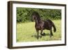 Friesian 002-Bob Langrish-Framed Photographic Print