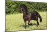 Friesian 002-Bob Langrish-Mounted Photographic Print