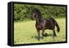 Friesian 002-Bob Langrish-Framed Stretched Canvas