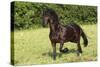 Friesian 002-Bob Langrish-Stretched Canvas