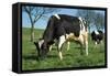 Friesian Cattle Diary Cow Grazing-null-Framed Stretched Canvas