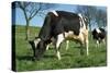 Friesian Cattle Diary Cow Grazing-null-Stretched Canvas