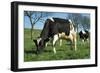 Friesian Cattle Diary Cow Grazing-null-Framed Photographic Print