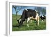 Friesian Cattle Diary Cow Grazing-null-Framed Photographic Print