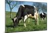 Friesian Cattle Diary Cow Grazing-null-Mounted Photographic Print